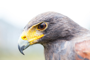 Close up photo of a Harris's hawk (parabuteo unicinctus)