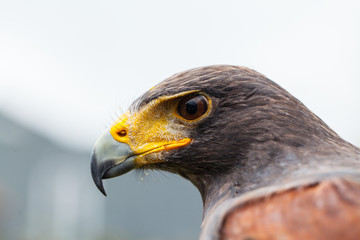 Close up photo of a Harris's hawk (parabuteo unicinctus)