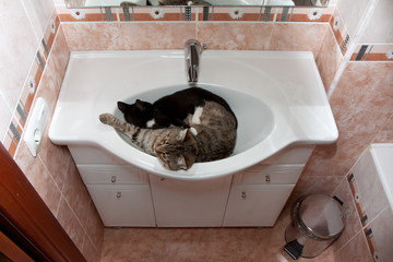 Two cute cats in the sink in the bathroom.