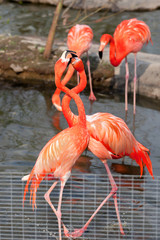 Spring game flamingos in the zoo