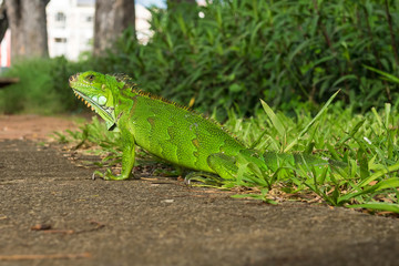 Leeward Islands - Martinique - Leguan in Fort de France