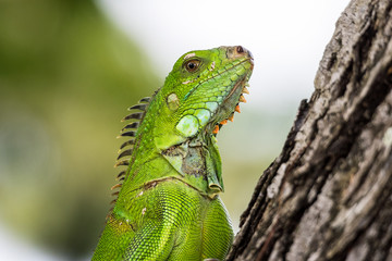 Leeward Islands - Martinique - Leguan in Fort de France