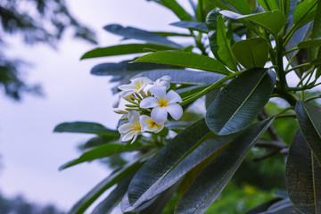 Fototapeta na wymiar Tropical flower frangipani.