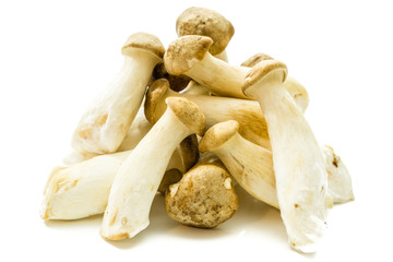 Kräuterseitlinge isoliert