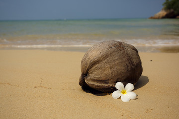 Tropical beach. Exotic background. Coconut with plumeria flower on the untouched triopcal beach.