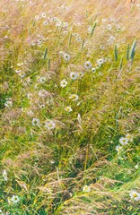 Kamilleblüten zwischen hohem Gras und Roggenähren/ Blühstreifen/ Ackerrandstreifen, Niedersachsen, Deutschland 
