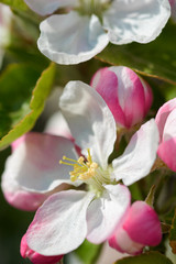 Spring flowers on a tree branch. Pink buds