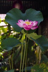 Water lily closeup.