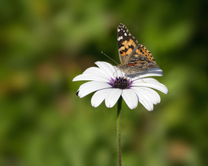 Painted Lady on Osteospermum Flower