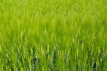 Junges Getreide im Feld