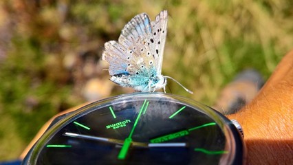 Papillon posé sur montre swatch 