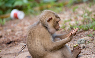 Monkey in human captivity. Held by chain.