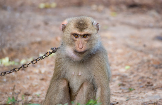 Monkey in human captivity. Held by chain.