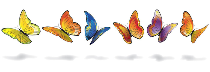 PAPILLON COLORÉ © kazy