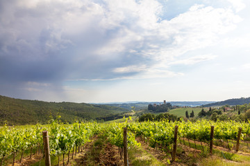 Naklejka premium Weinberg in der Toskana