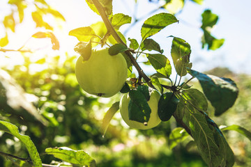 Red apple on a tree with green blurred background.