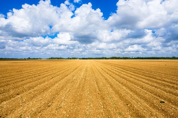 Fototapeta na wymiar Agriculture vegetable field