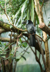 Toucan sitting on the branch