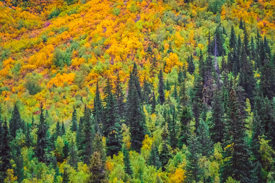 Fototapeta Colorful rainforest in Yunnan