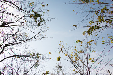 group of treetop and green leaf with sky from park