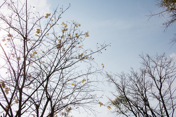 group of treetop and green leaf with sky from park