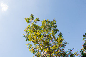 group of treetop and green leaf with sky from park
