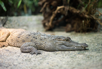 Naklejka premium Crocodile