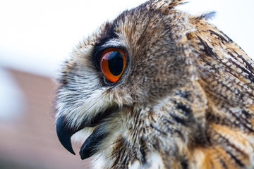 Close up photo of a Horned Owl or Eagle owl (Buto buto) (bubo)