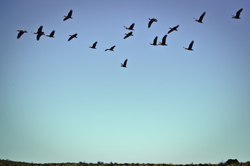 Pájaros volando en lo alto de un fondo azul