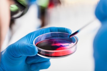Petri dish carrying out scientific research.