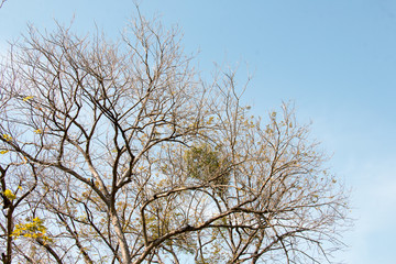 group of treetop and green leaf with sky from park