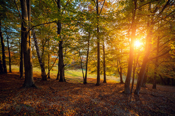 Fototapeta premium Majestic autumn landscape