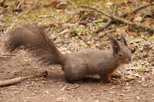 eichh&ouml;rnchen VI