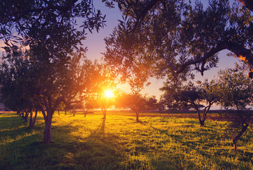 beautiful olive garden