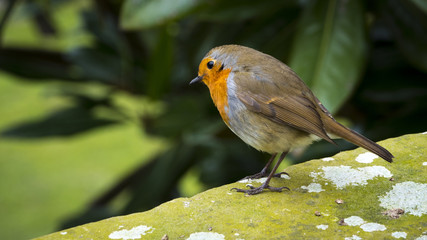 Robin
