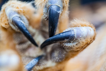 Horned Owl Claw