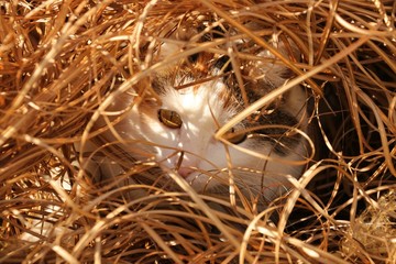 mimi versteckt sich II