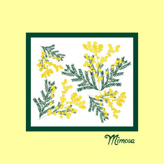 8 March greeting card. International women's day. Hand drawn flowers mimosa.