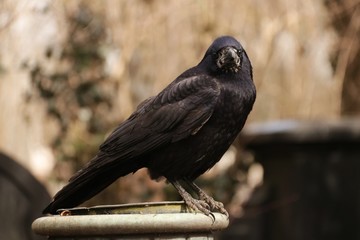 krähe auf friedhof 