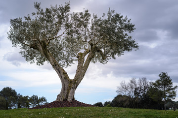 Olivo , paisaje mediterraneo