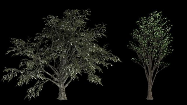 Twelve loop high rendered isolated trees with realistic wind movement a collection every motion designer and architecture designer must have. Each tree is loop perfectly and isolated with alpha mat.