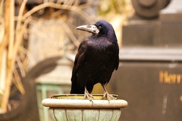 krähe auf friedhof III