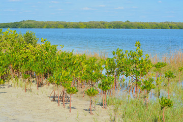 Fototapeta na wymiar Mangroves on Tampa bay in Florida
