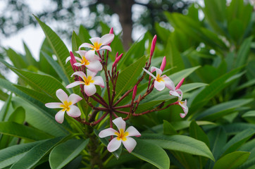 Plumeria flower