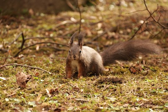 eichh&ouml;rnchen VII