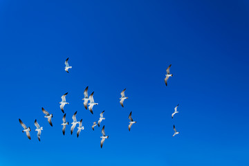 Seagulls on Mexican Sky