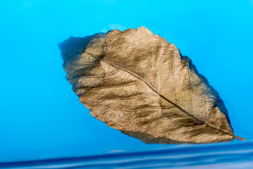 Gold color dry leaf placed in blue water