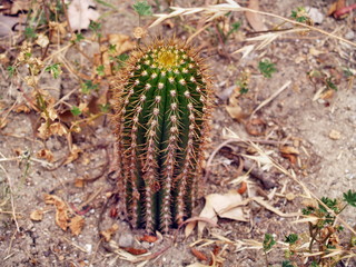 close up of a cactus