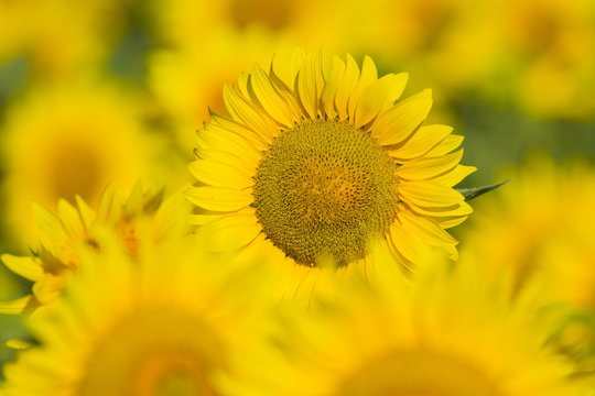 summer sunflower field scene