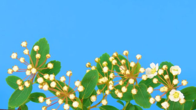 Timelapse spirea branch with opening flowers on blue background. FullHD 1080p.